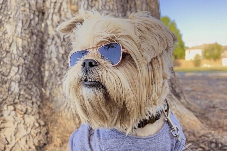 Largest Pet Health Expo Coming to The Magic Box in Downtown LA