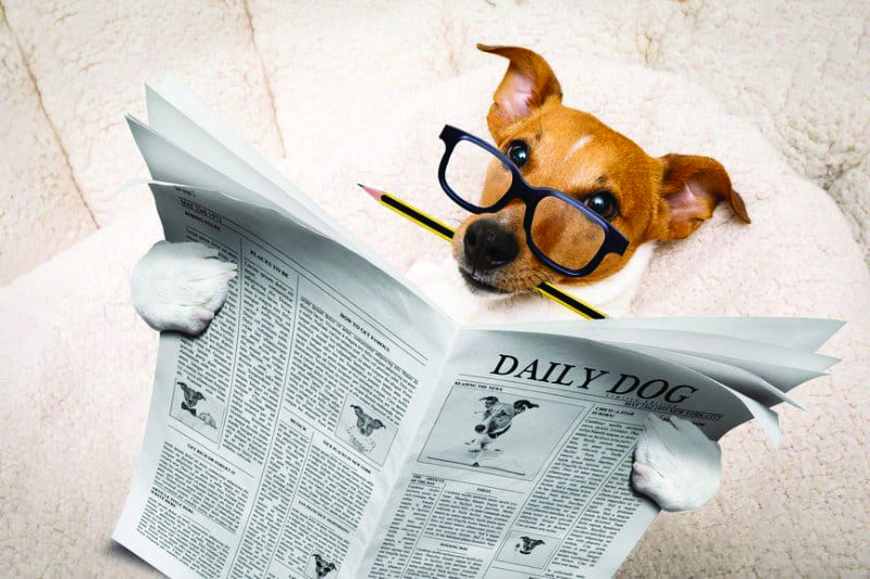Hey DTLA! It’s Time to Talk About Pet Health in the BIG City