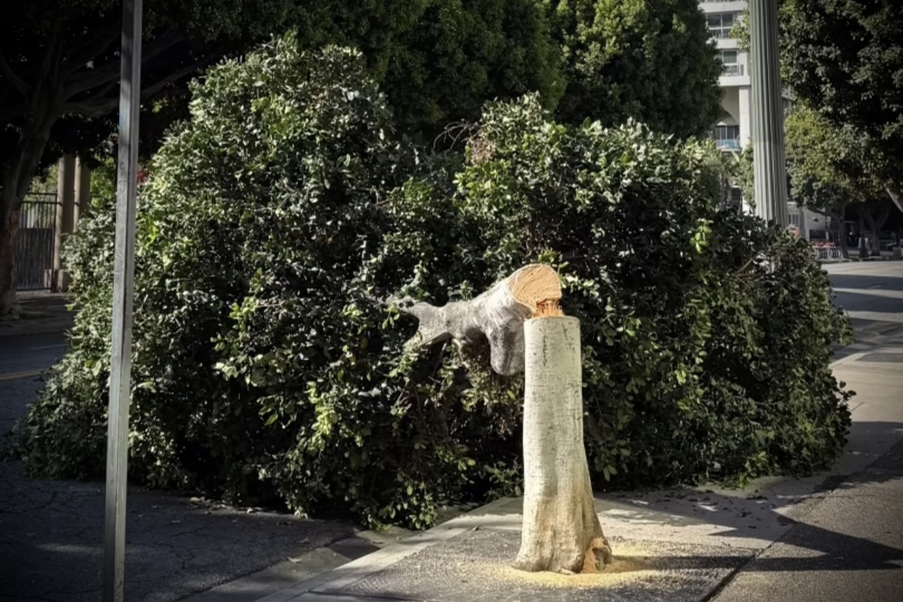 DTLA Stumped – No One Saw a Thing – Leaving All to Ponder – Who the F*#% Chopped down the Trees?