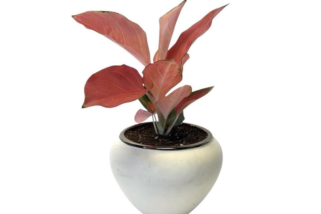 Little Tokyo Street Fair Returns with Spring Bringing a Full Day of Energy, Tradition and Expression