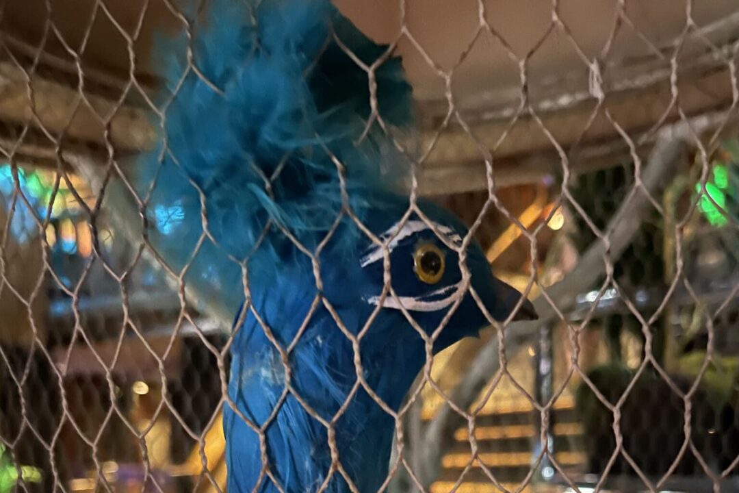 The Metropolis Rises: A New Chapter for the Clifton’s Republic on Broadway The Metropolis Rises: A New Chapter for the Clifton’s Republic on Broadway