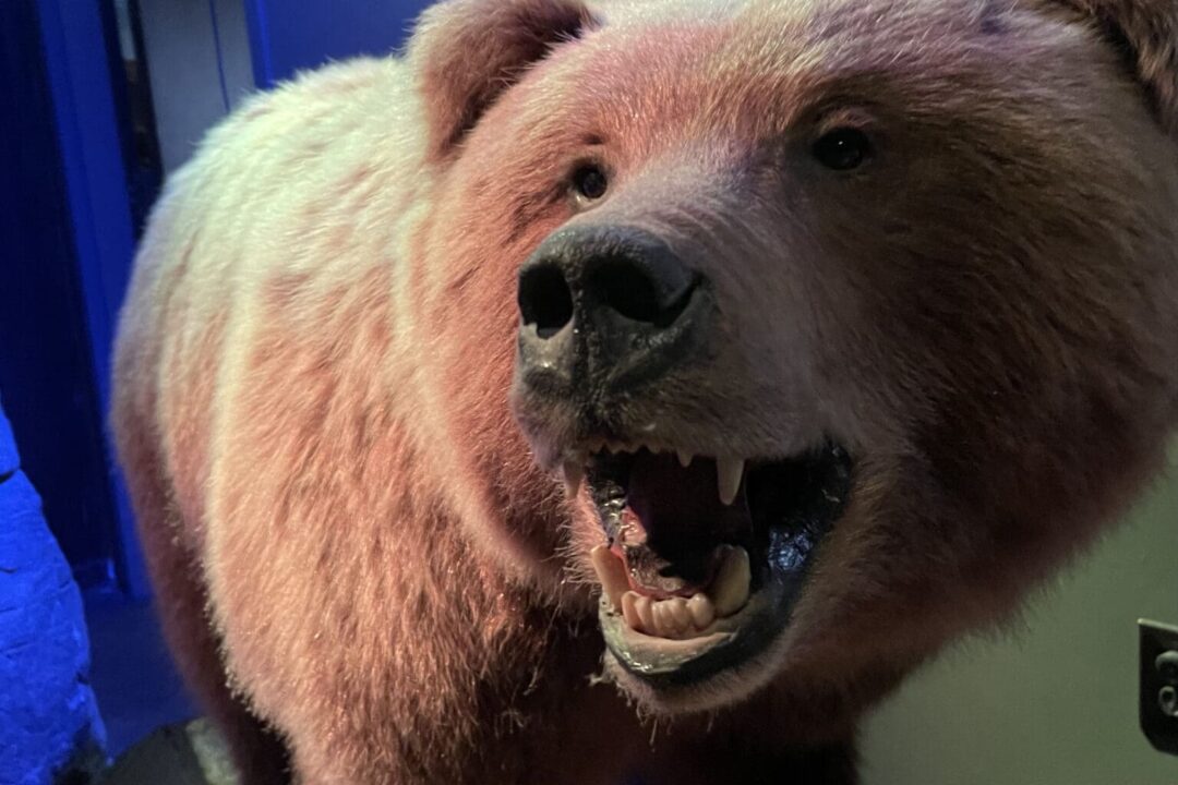 The Metropolis Rises: A New Chapter for the Clifton’s Republic on Broadway The Metropolis Rises: A New Chapter for the Clifton’s Republic on Broadway